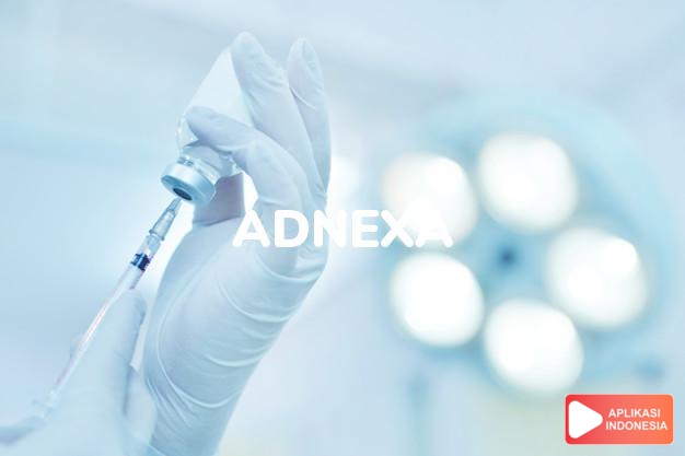 arti adnexa adalah organ atau jaringan tambahan. dalam kamus farmasi bahasa indonesia online by Aplikasi Indonesia